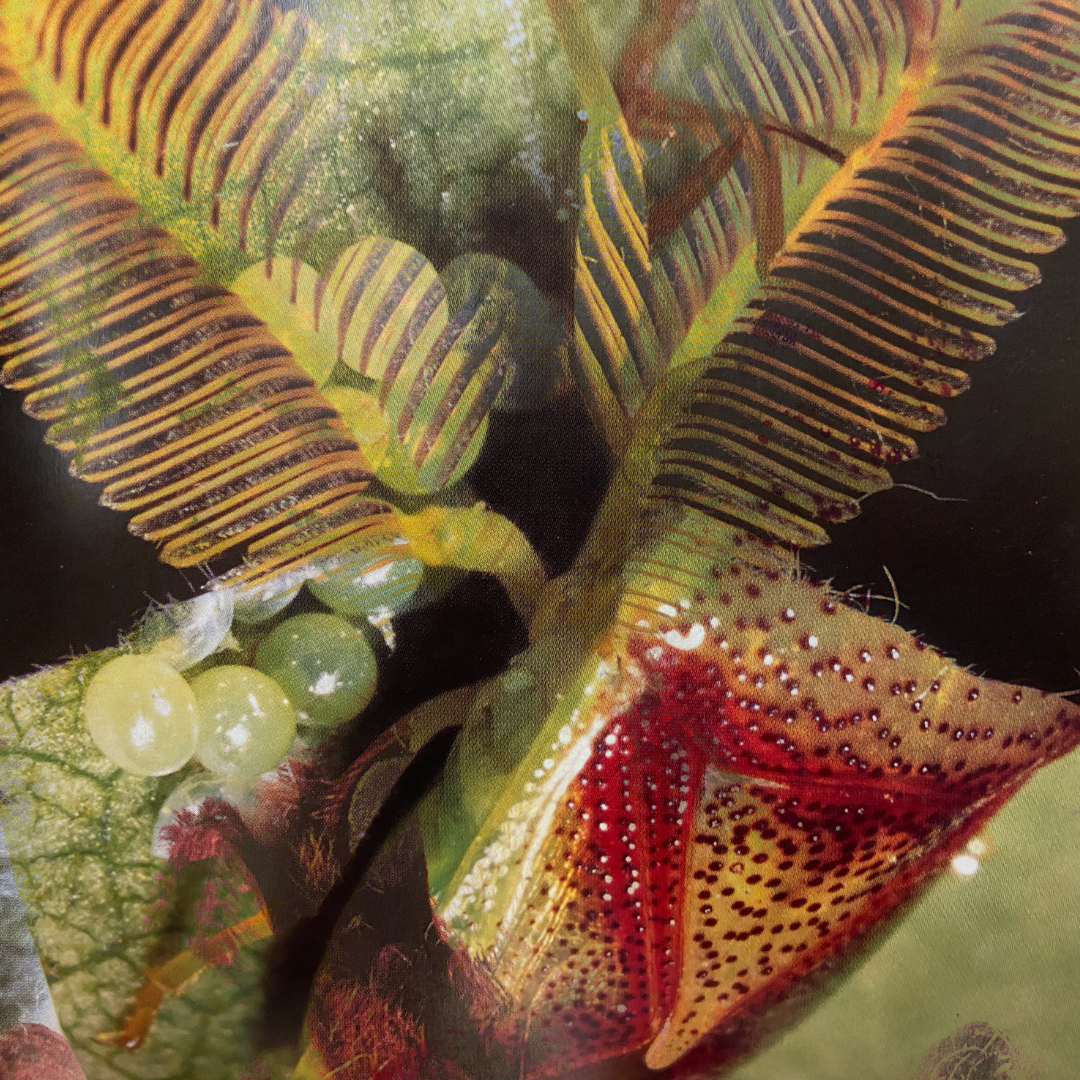 “ahundred” & “could’ve everlasting” – Violet Treadwell Hull