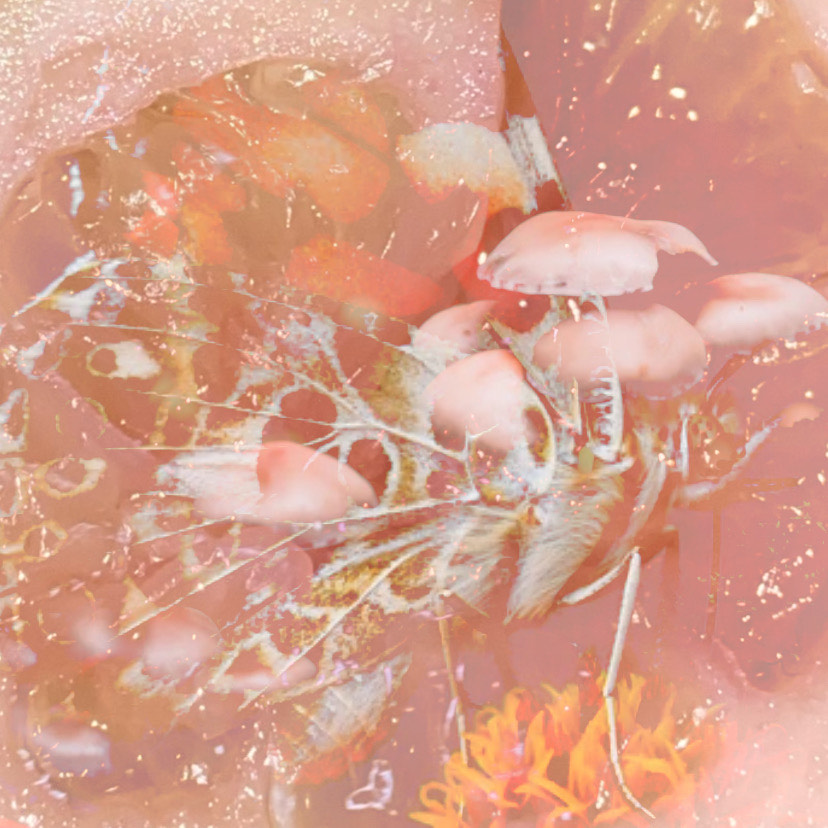 “Metatrontent Creator” “3/4” & “Retrograde” – Alannah Guevera