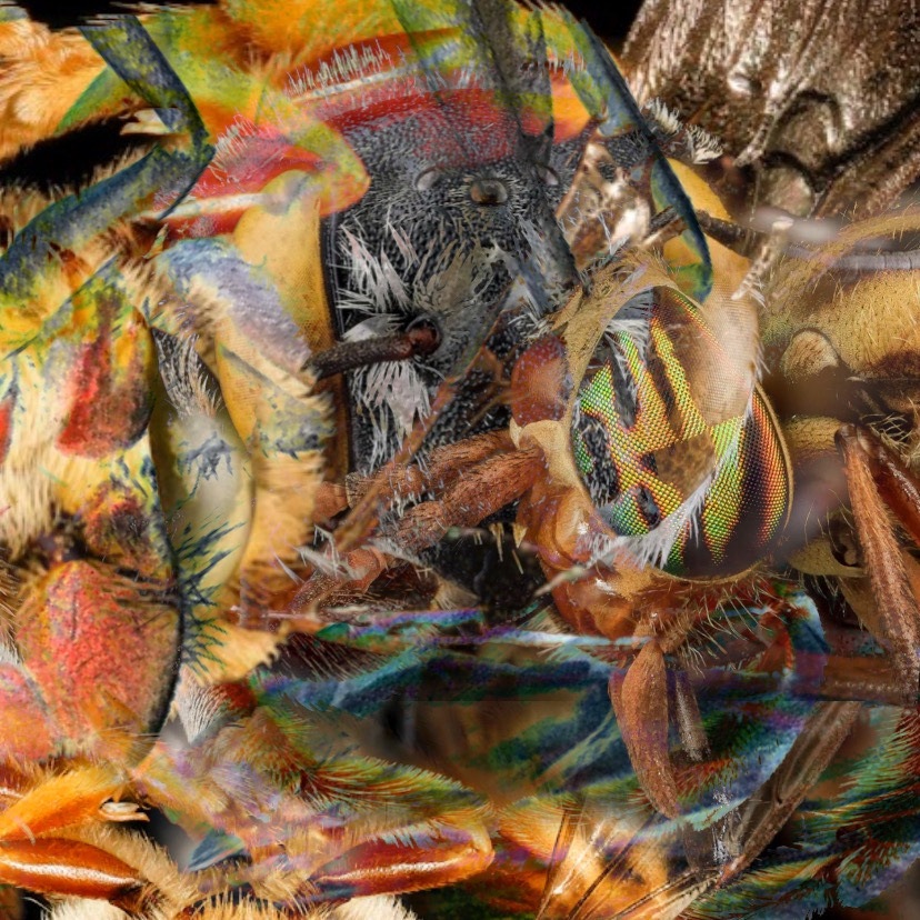 “LARRY NIVENS.” & “ROCKY ONE MILLION.” – Nate Hoil